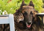 Aragon mit Katze