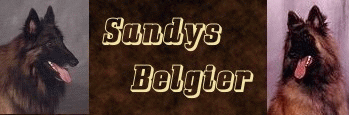 Sandys Belgier