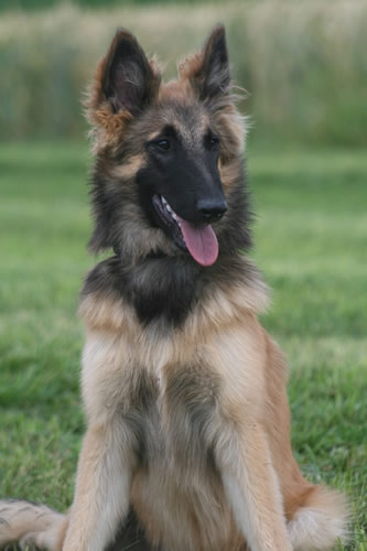 Welpen