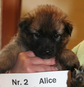 Nr. 2 Alice